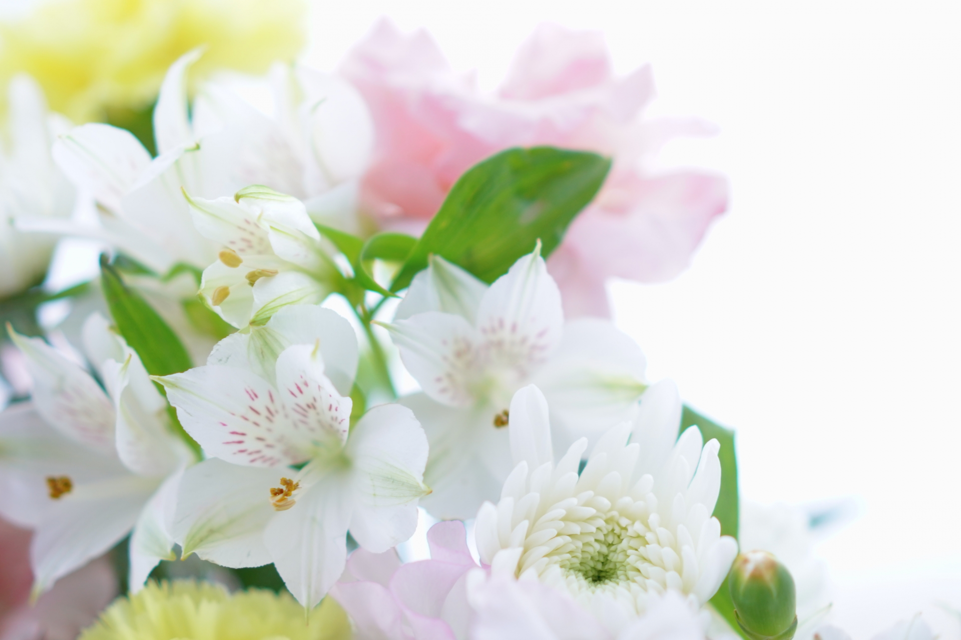 久しぶりの手続きと花