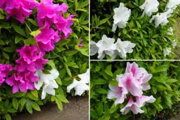福山市役所の北部支所の植垣に咲いていたツバキの花